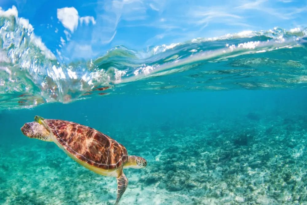 Top Places to Visit in Nassau