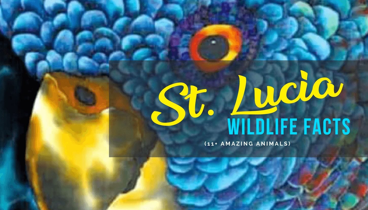 Saint Lucia Wildlife Facts