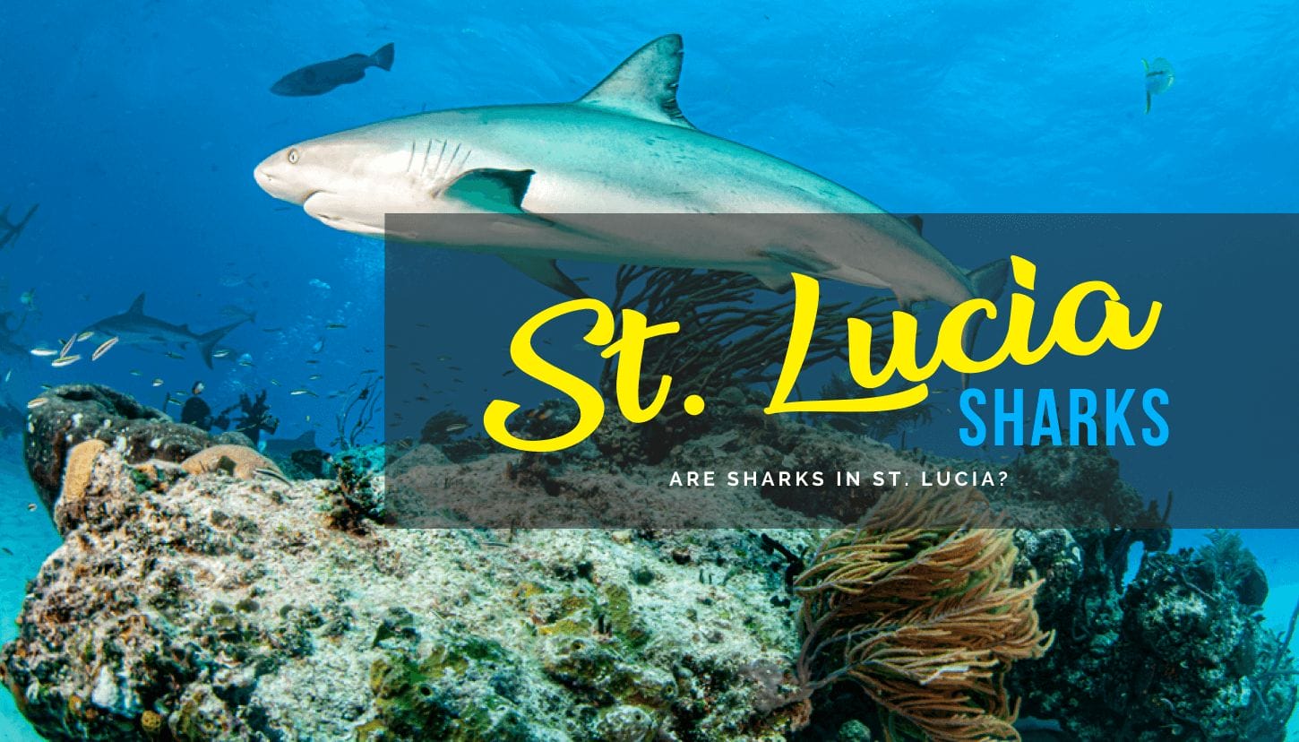 St. Lucia Sharks Are Sharks in St. Lucia