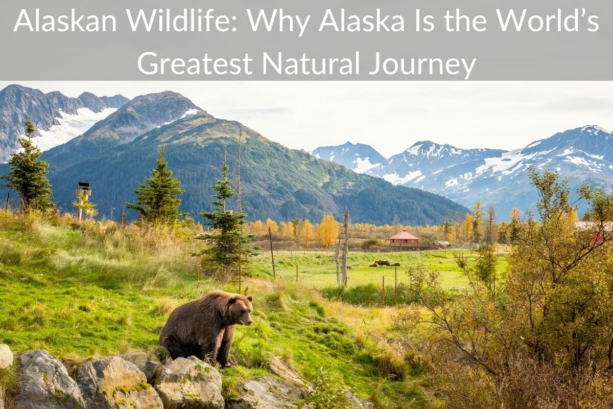 Alaska Wildlife The 5 Main Species and Where to See Them