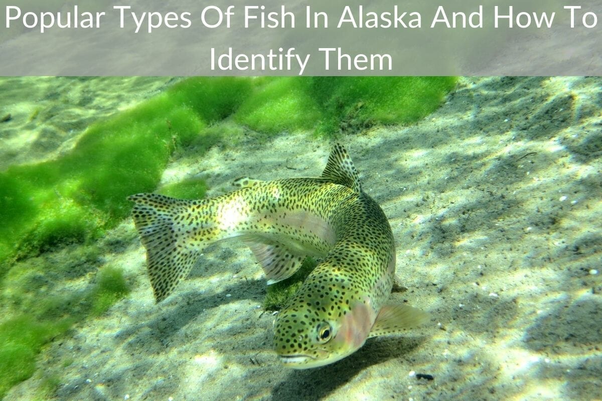 Types of Fish in Alaska: Easiest Ways to Identify all Types