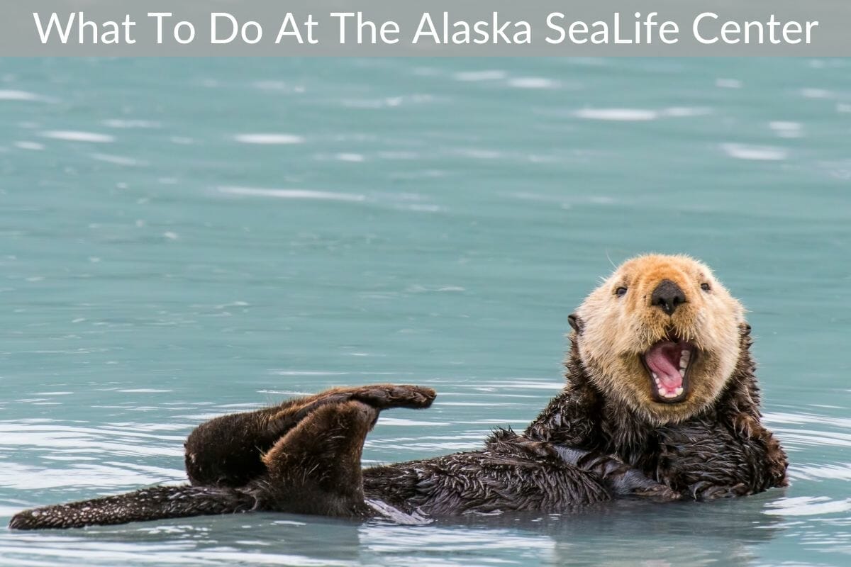 Alaska SeaLife Center Review and Guide for 2023