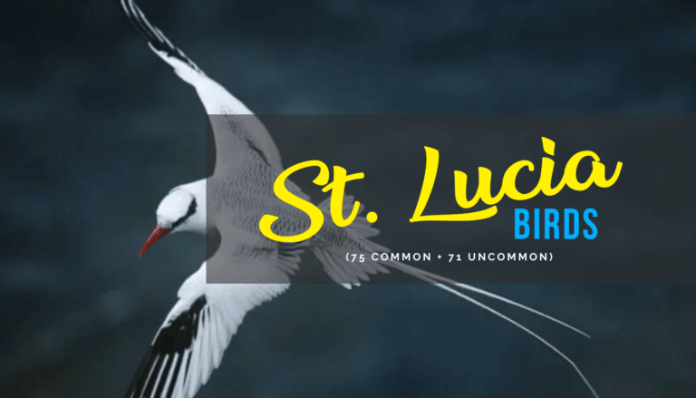 St. Lucia Birds (75 Common + 71 Uncommon)