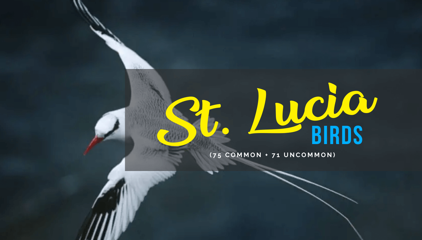 St. Lucia Birds
