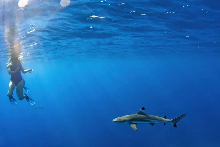 How To Avoid Shark Attacks in Hawaii (6 Effective Tips)