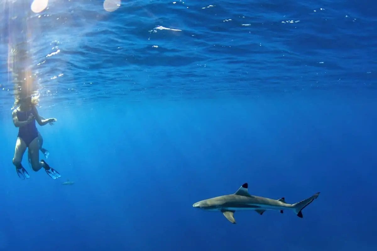 How To Avoid Shark Attacks in Hawaii (6 Effective Tips)