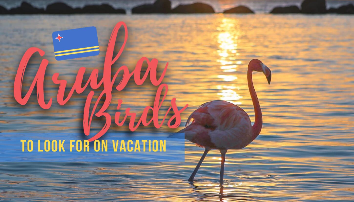 30+ Aruba Birds to Look for on Vacation