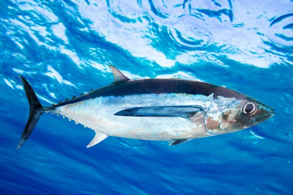 Albacore (Tuna)