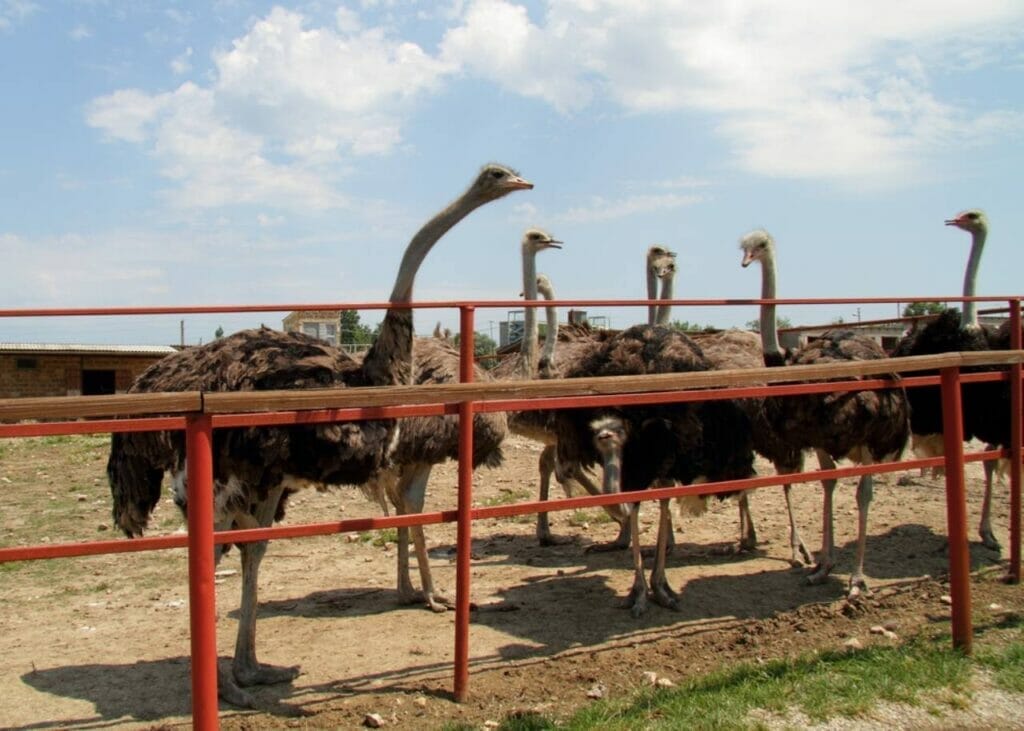 Aruba Ostrich Farm A Brief Overview
