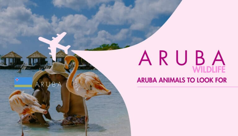 Aruba Wildlife: 11+ Aruba Animals to Look For