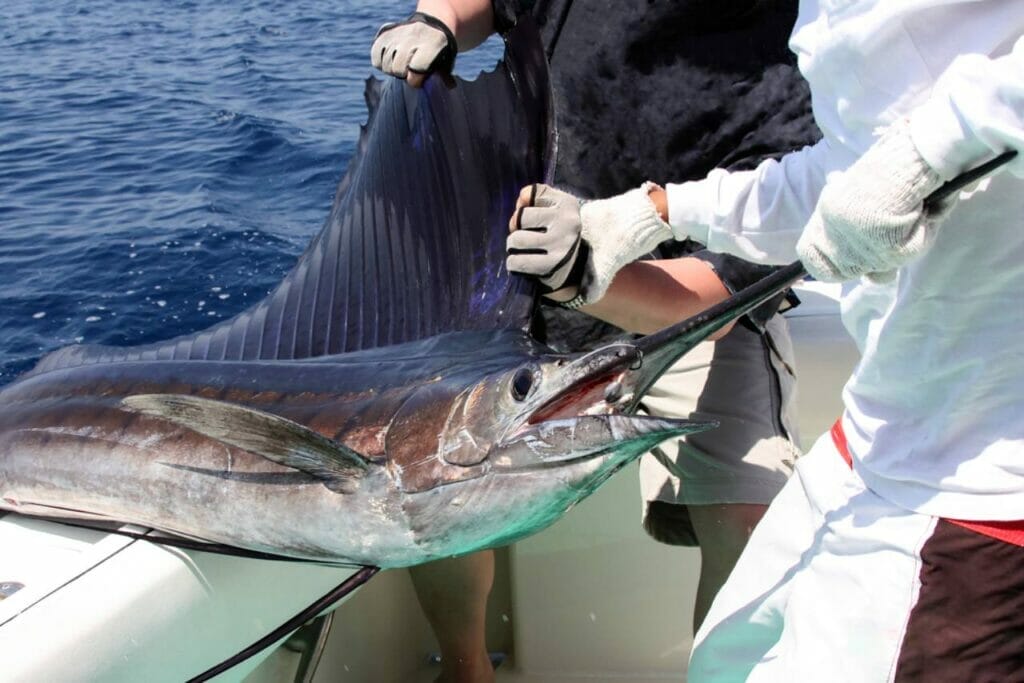 Blue Marlin