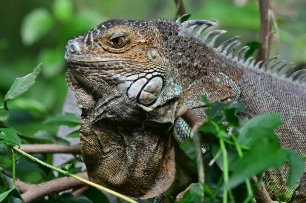 Iguana