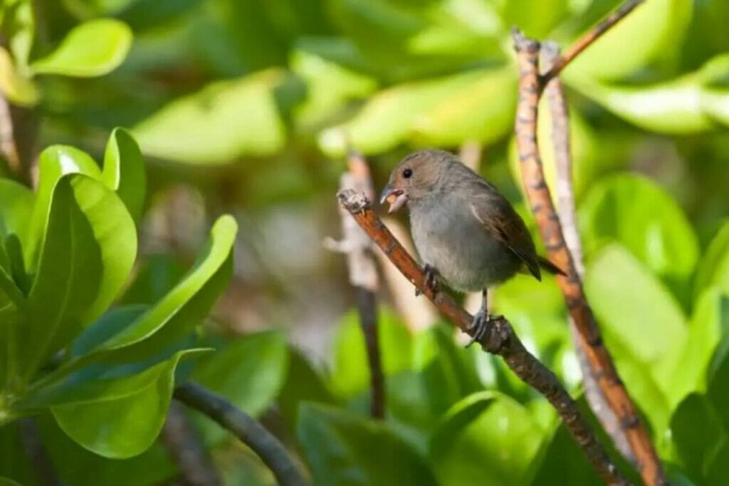 Lesser Antillean Bullfinch