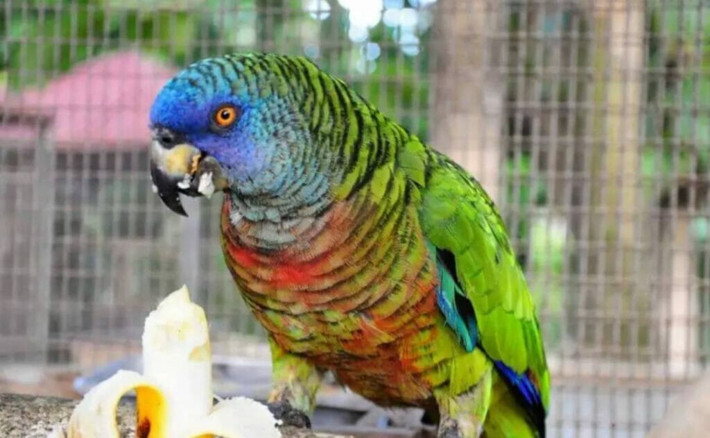 St Lucia is the Only Country Where You’ll Find the St Lucia Parrot