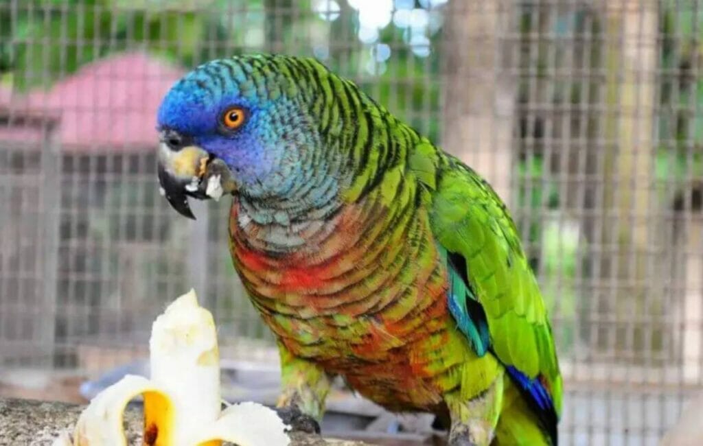 The St. Lucian Parrot