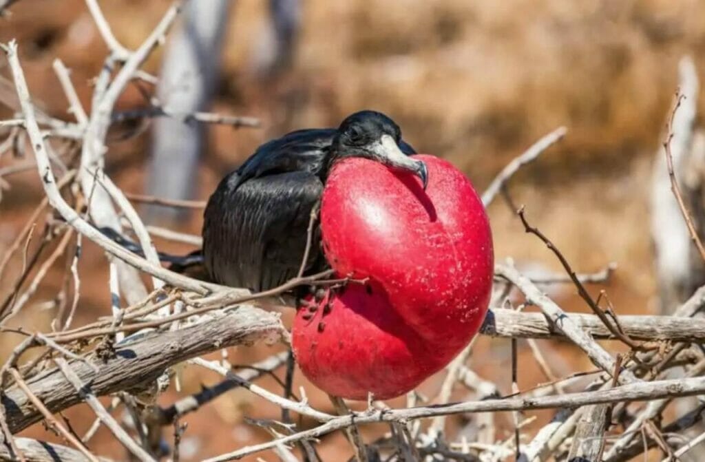 There are 180 Species of Bird on the Island