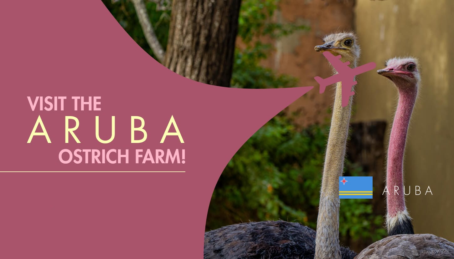 Visit the Aruba Ostrich Farm!