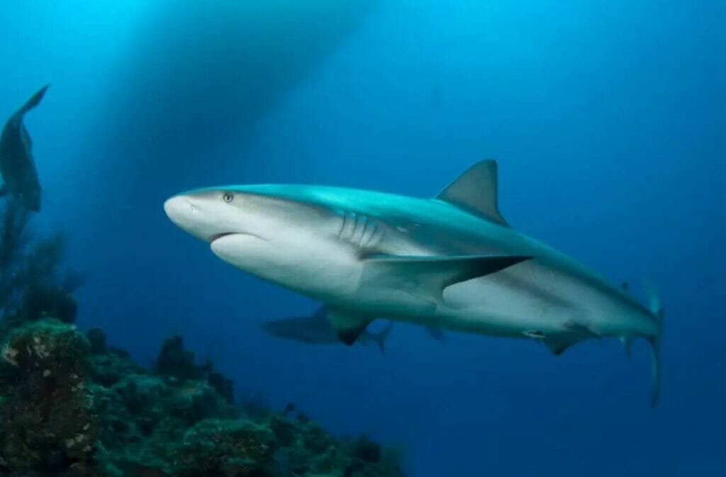 What Kind of Sharks Live in St. Lucia?