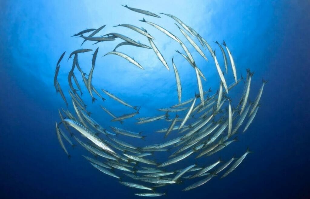 What Other Dangerous Sea Creatures are in St. Lucia