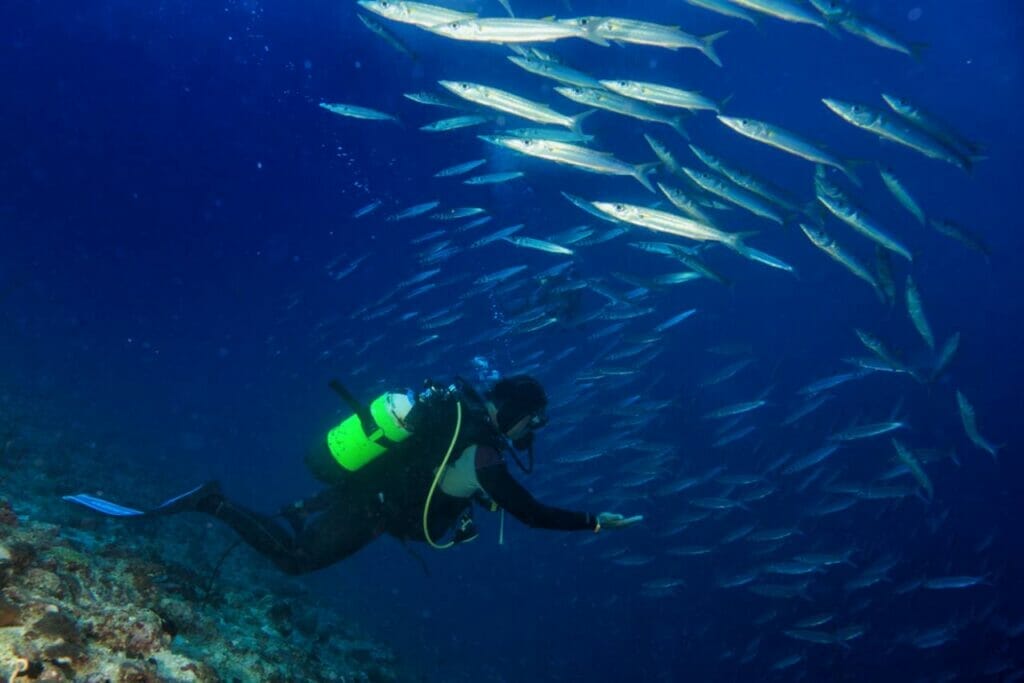 What Sea Creatures Can You See Scuba Diving in St. Lucia