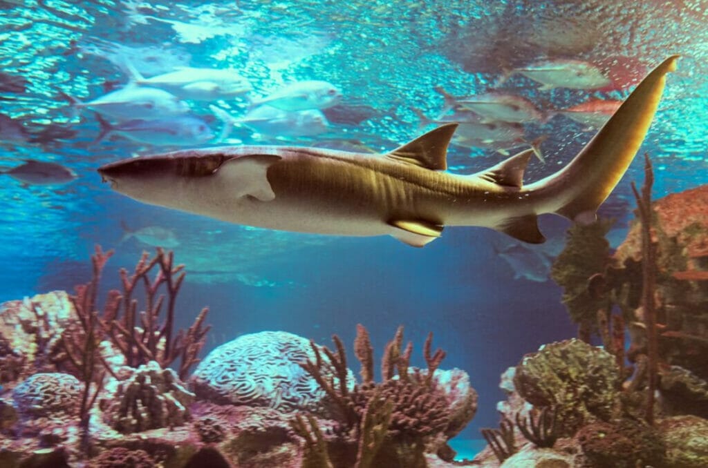 What are the Friendliest Types of Sharks in St. Lucia