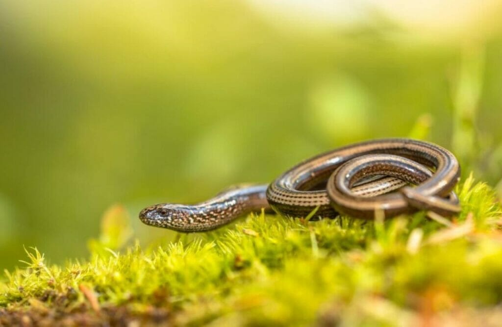 Worm Snake