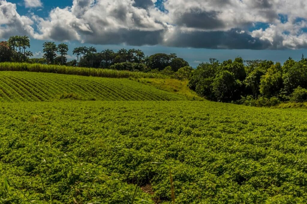 Barbados Agriculture A Historical Overview