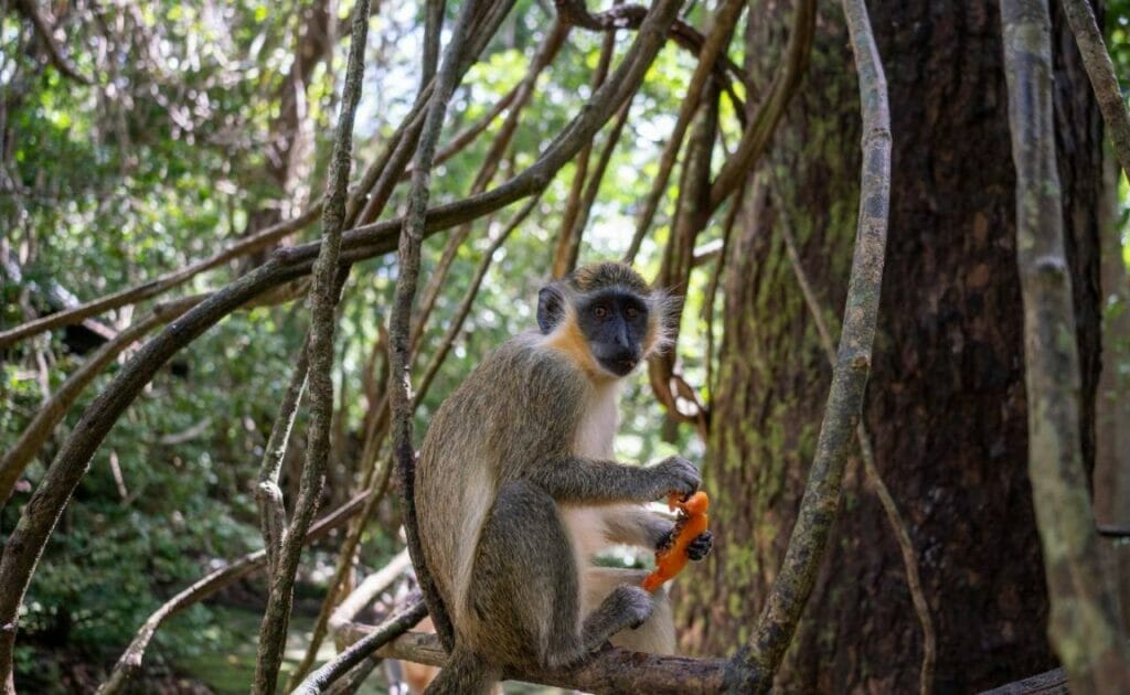 Barbados Wildlife Reserve Up Close with Nature