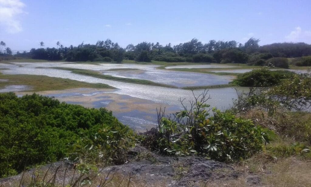 Chancery Lane Swamp A Wetland Wonderland