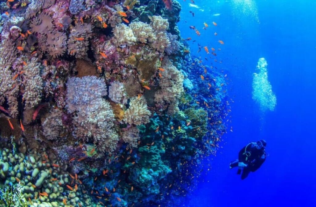 Conclusion The Future of Barbados Coral Reefs