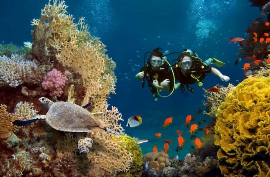 Coral Reefs Kaleidoscopic Underwater Gardens