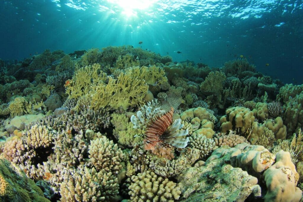 III. Coral Reefs The Silent Victims