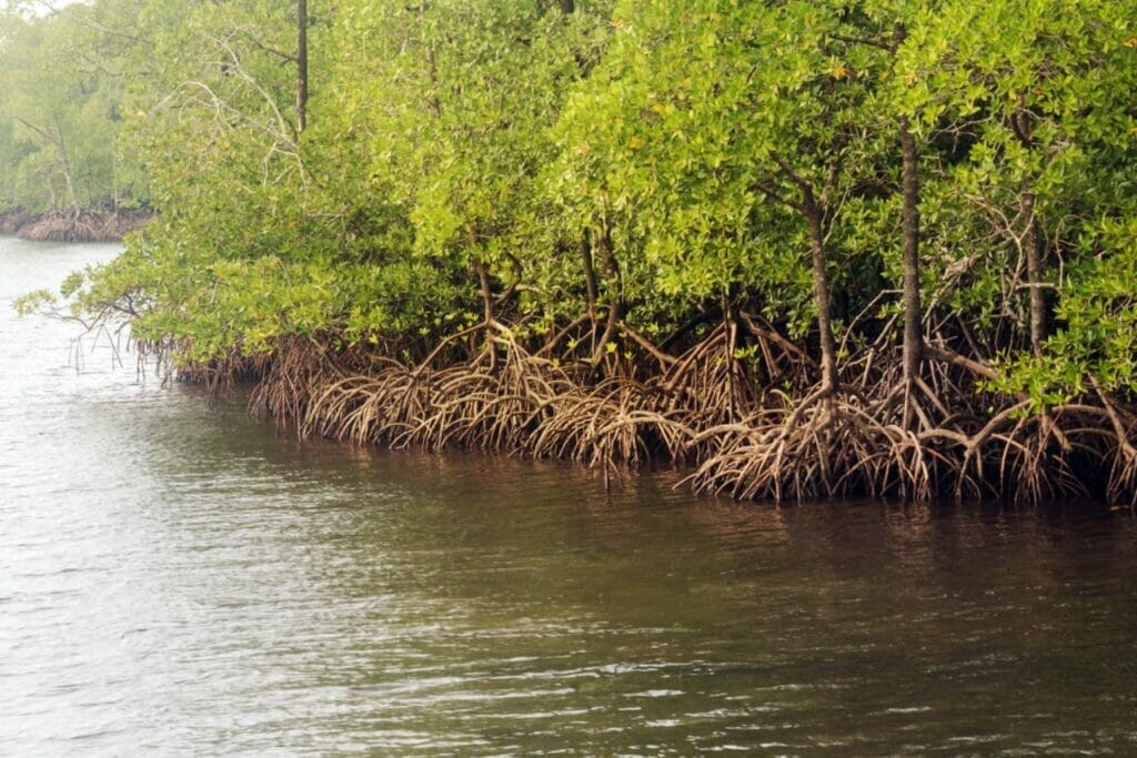 Mangrove Forests and Wetland Areas A Unique Ecosystem