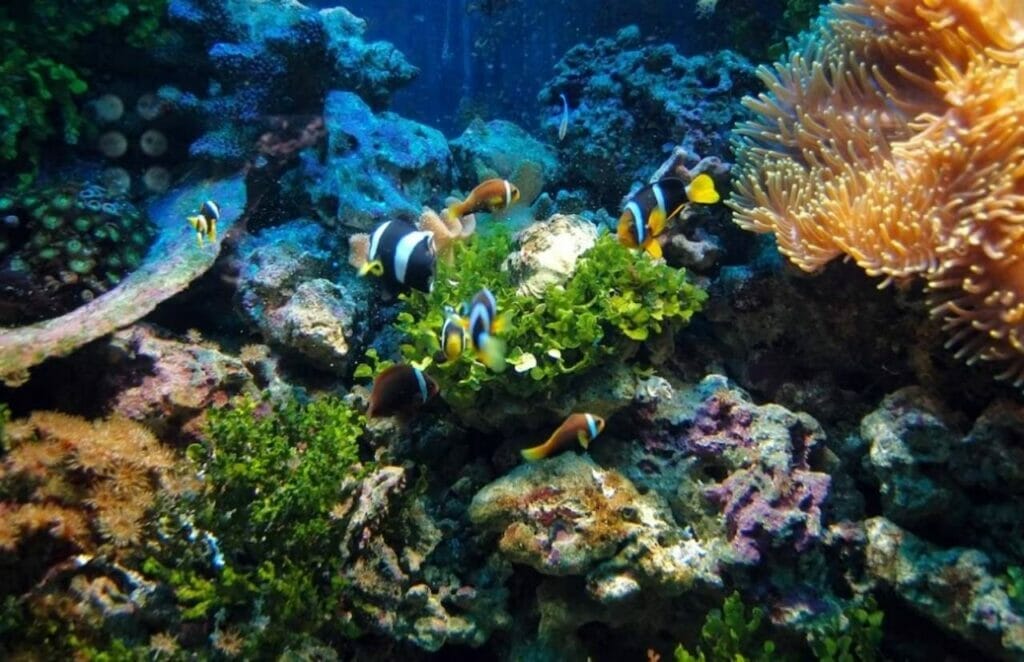 Smith's Reef Exploring Vibrant Marine Life