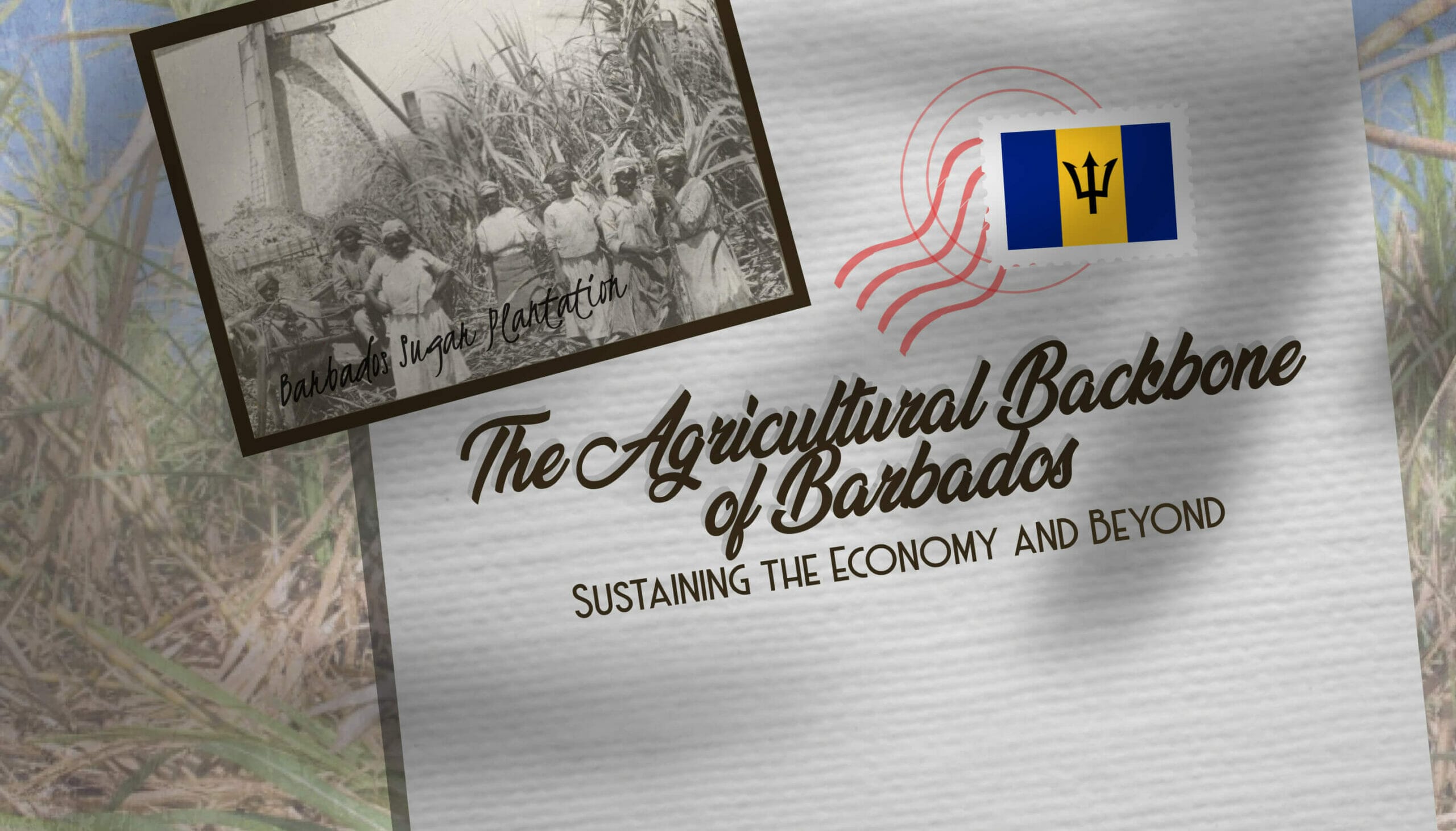 The Agricultural Backbone of Barbados