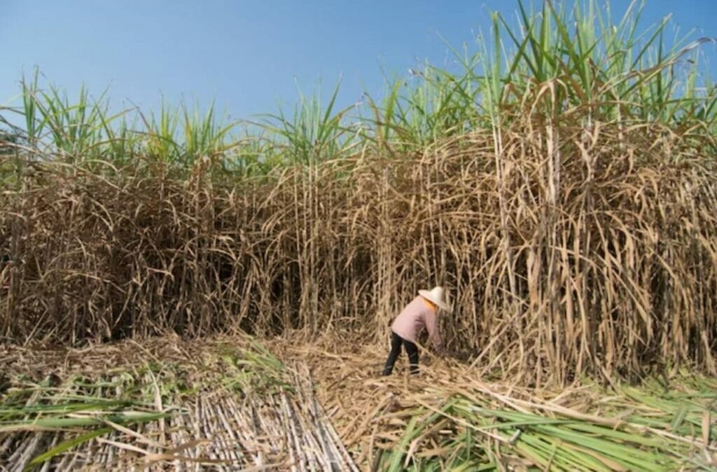 The Sugar Industry Sweetening Barbados's Economy