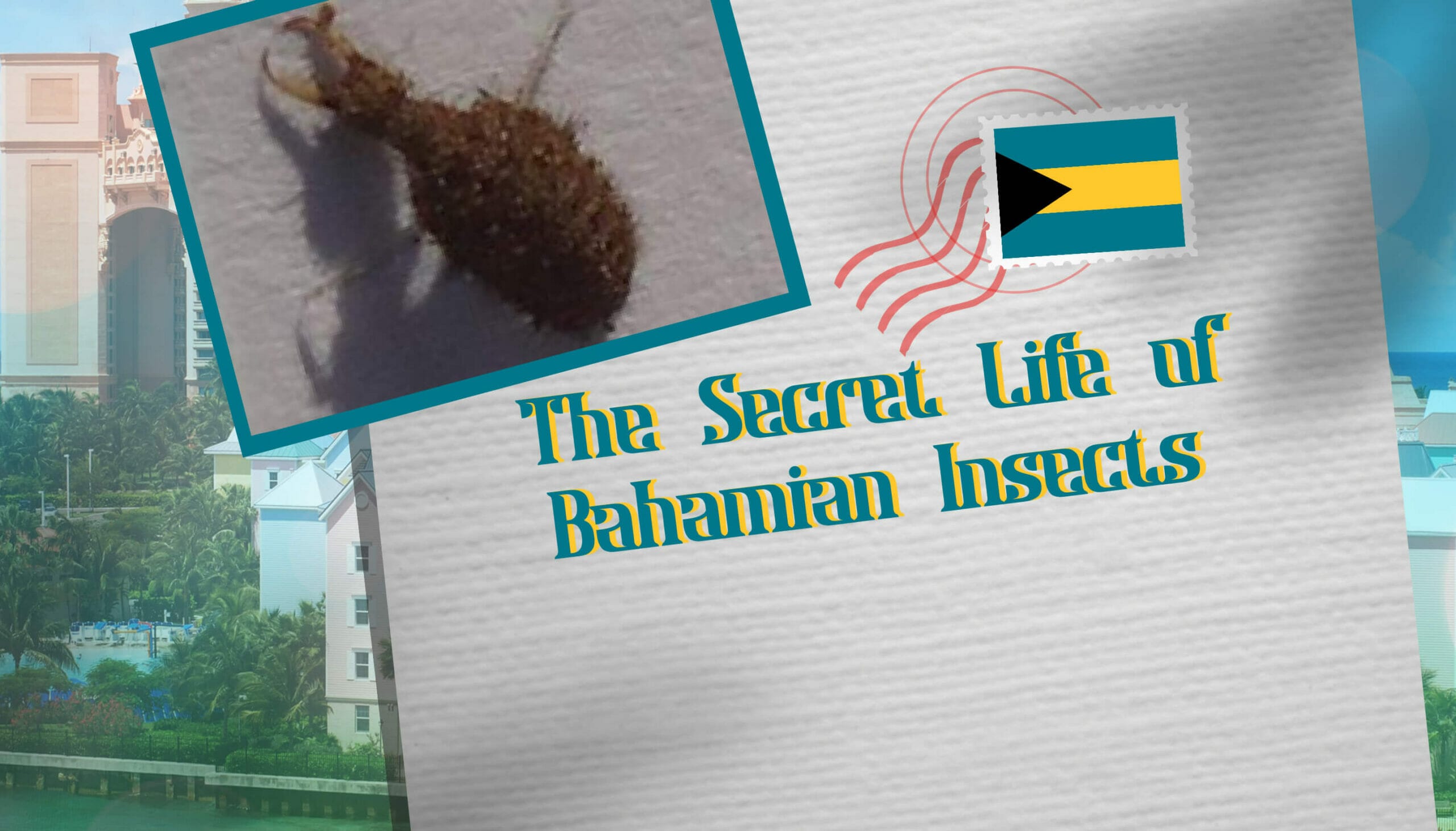 The Secret Life of Bahamian Insects