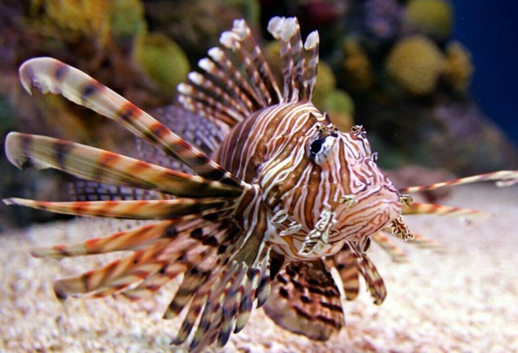 Understanding Invasive Species