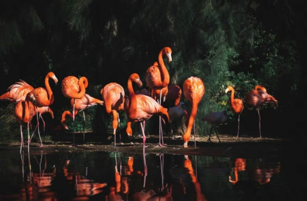 Unique Attractions
