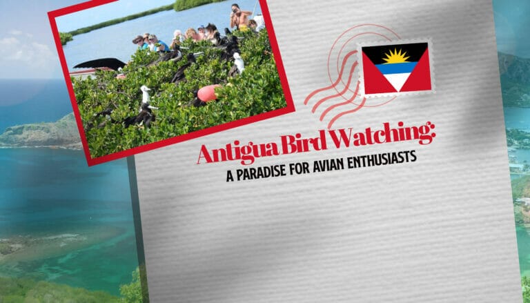 Antigua Bird Watching: A Paradise for Avian Enthusiasts