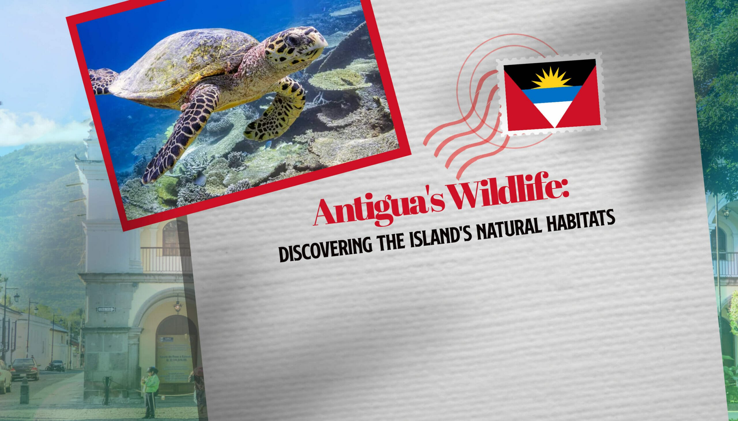 Antigua's Wildlife Discovering the Island's Natural Habitats