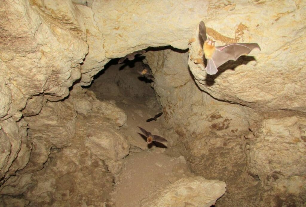 Bat's Cave Ancient Petroglyphs and Cultural Significance