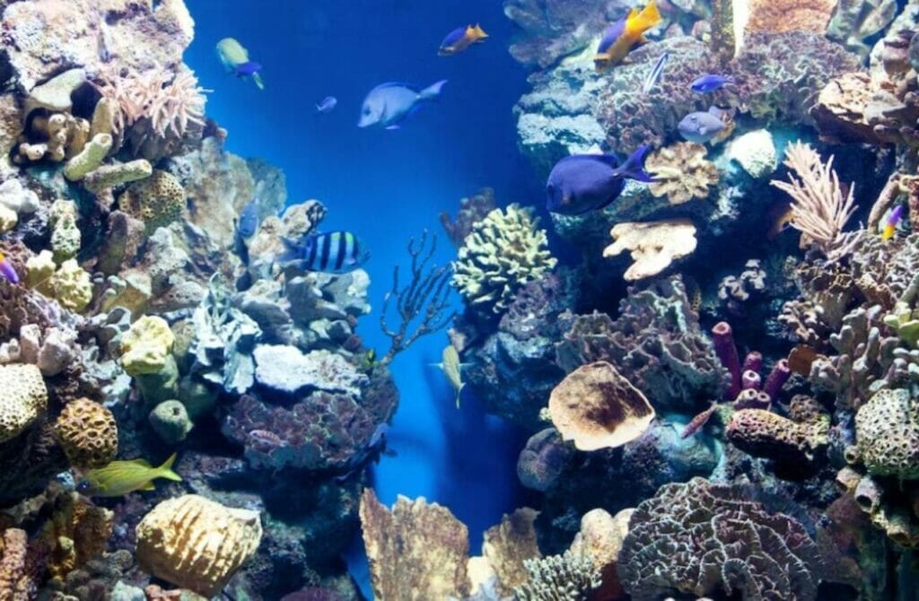 Cades Reef Colorful Coral Gardens and Marine Life