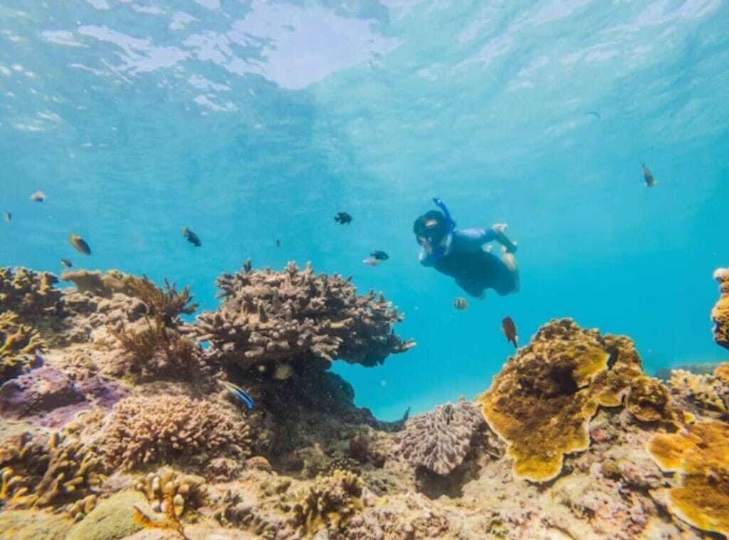 Cades Reef Vibrant Coral Gardens and Abundant Marine Life