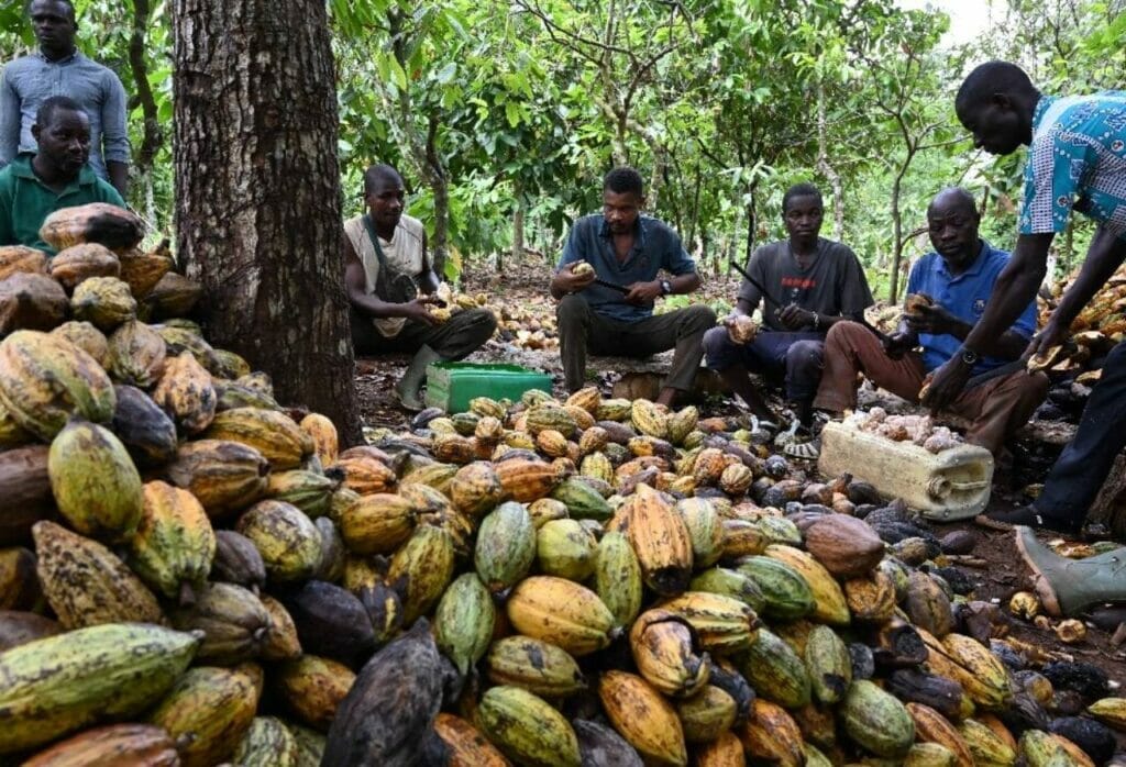 Cocoa Farming in Grenada