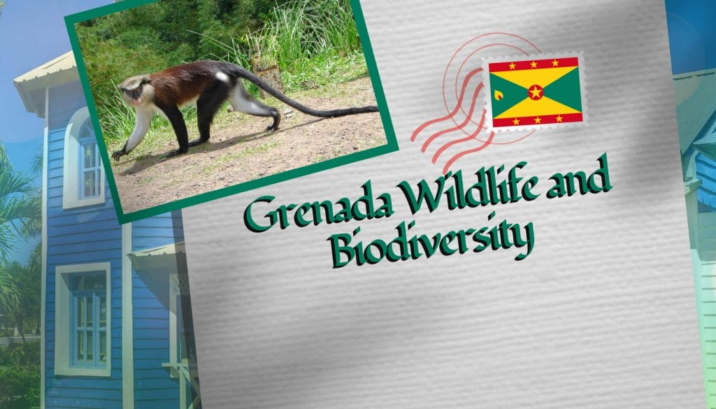 Grenada Wildlife and Biodiversity