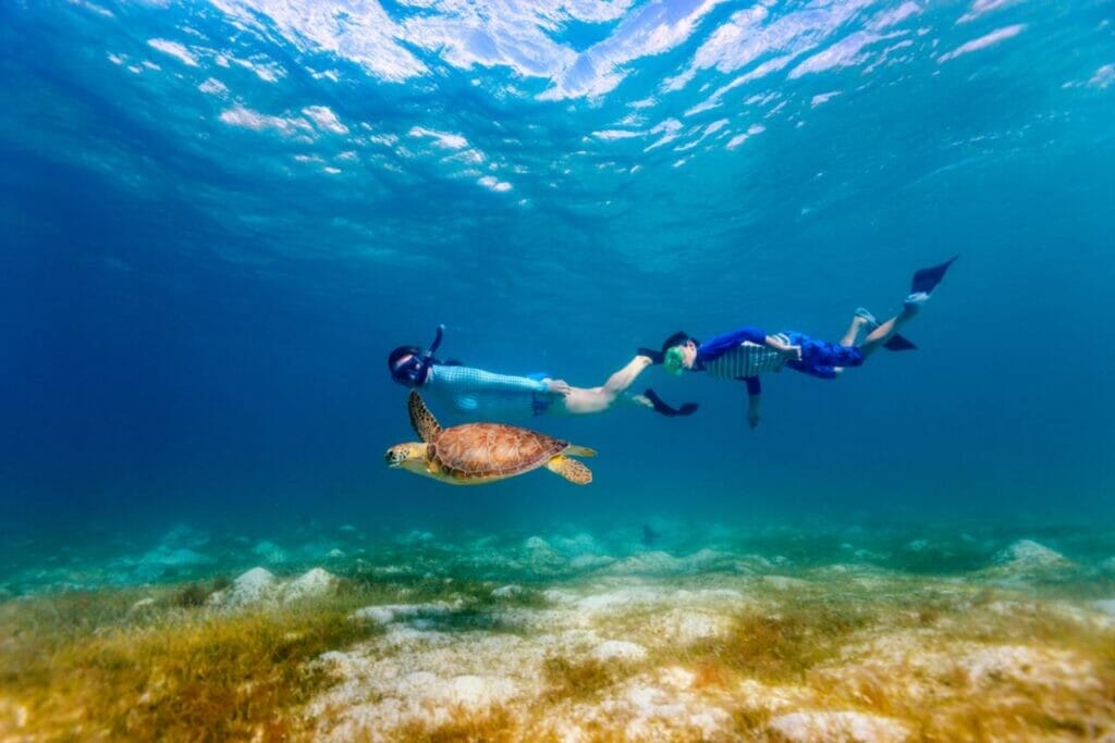Marine Life Snorkeling and Diving Encounters