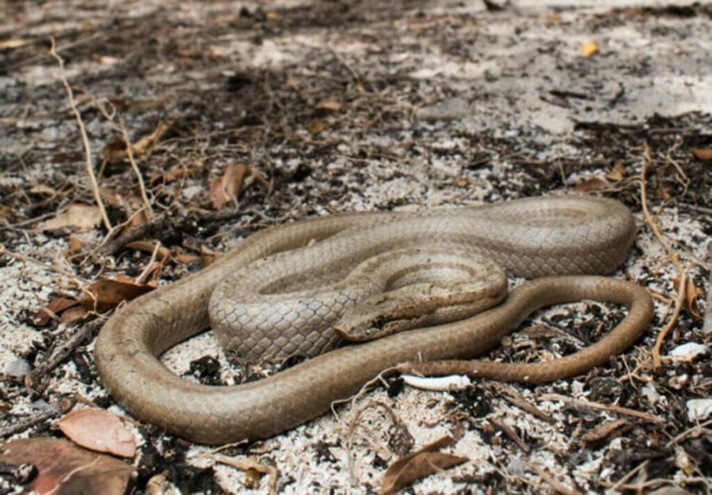 Reptiles and Amphibians: Exploring Antigua's Eco-system