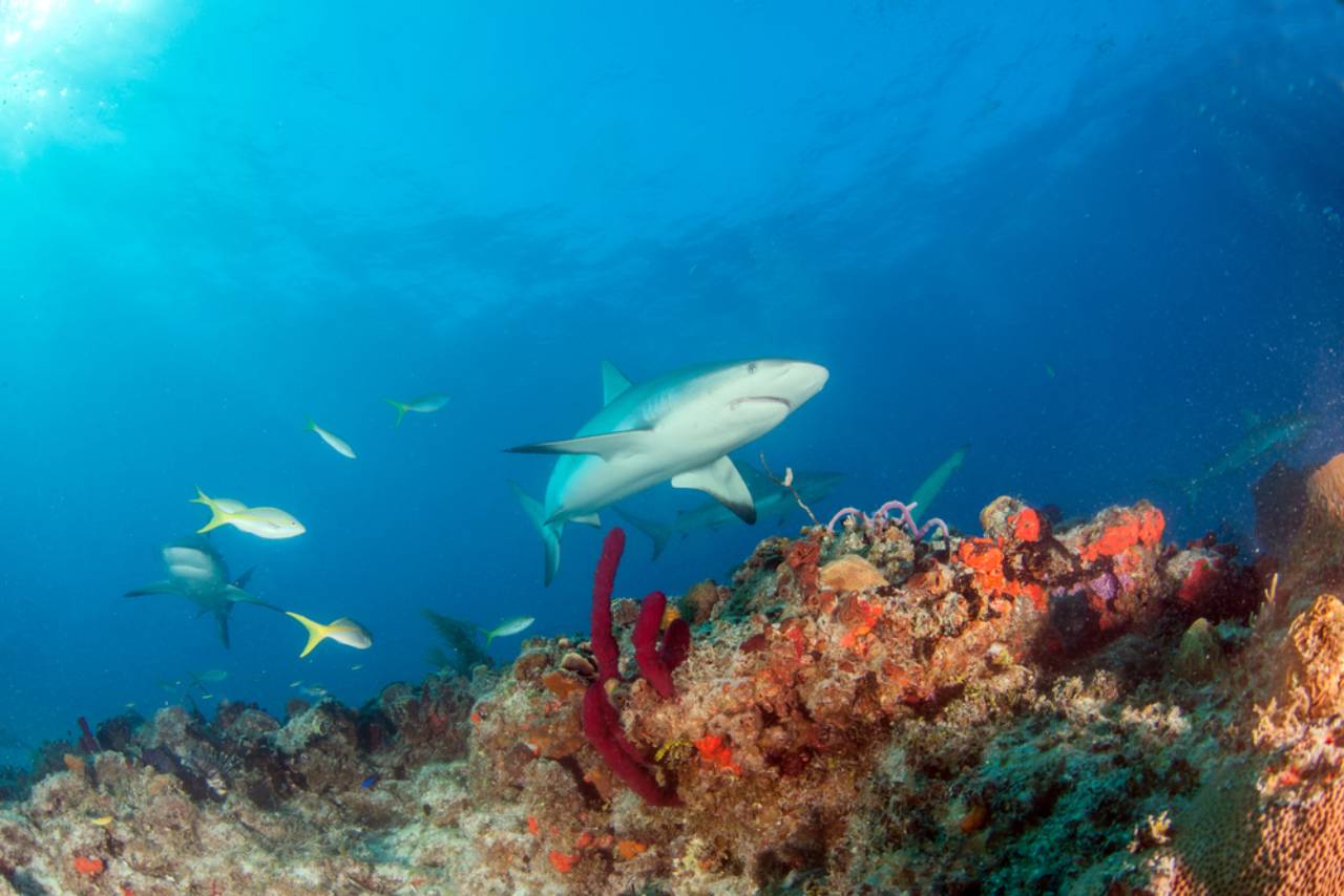 Antigua Snorkeling and Diving Exploring the Underwater World