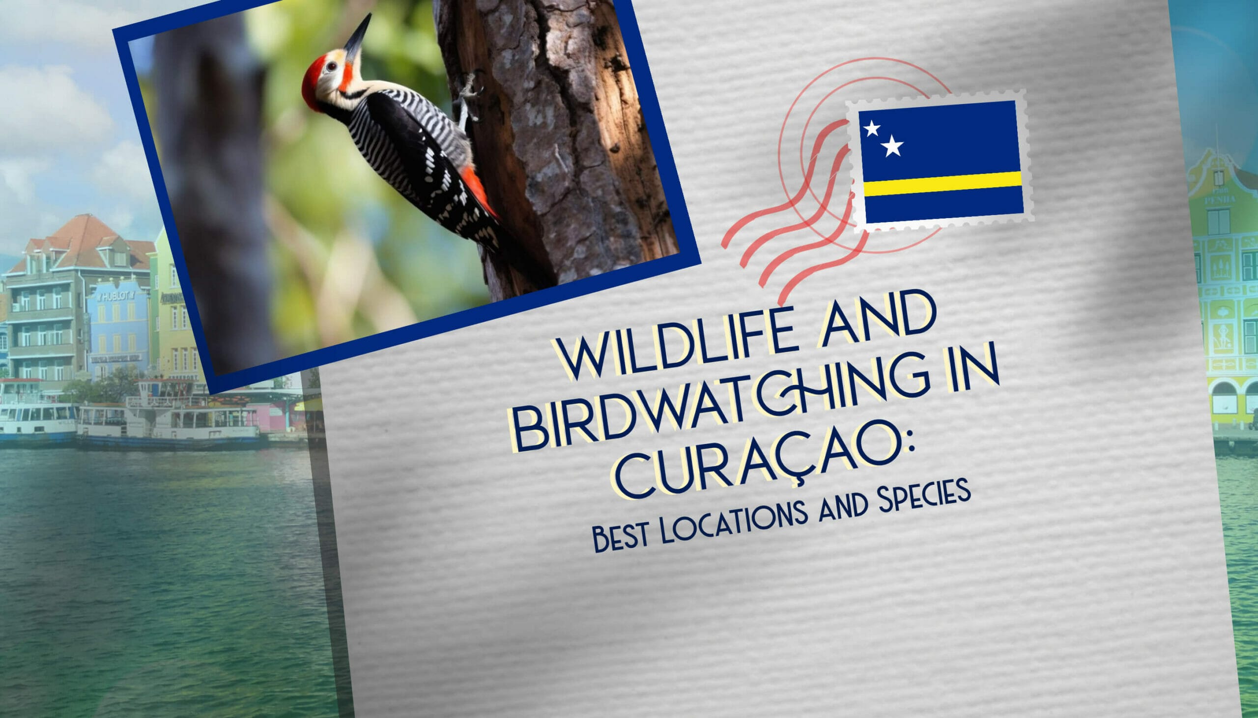 Wildlife and Birdwatching in Curaçao Best Locations and Species